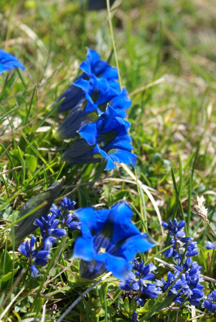 2007-05-Dent-Crolles/17petit.jpg