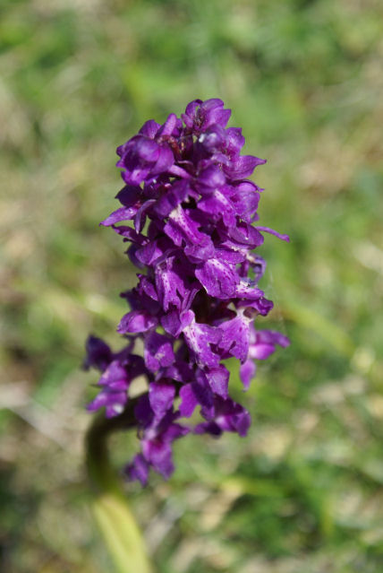 2007-05-Dent-Crolles/19petit.jpg