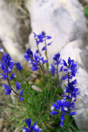 2007-05-Grand-Som/06petit.jpg