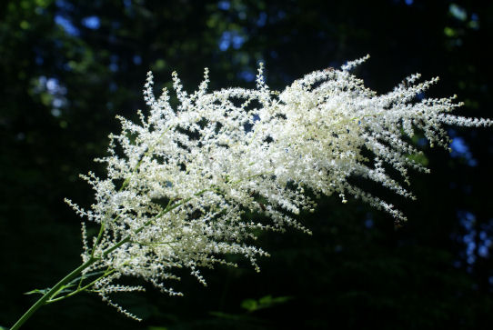 2008-07-Jasse-Bralard/17petit.jpg