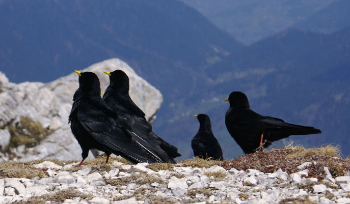 2011-04-Chamechaude/17petit.jpg