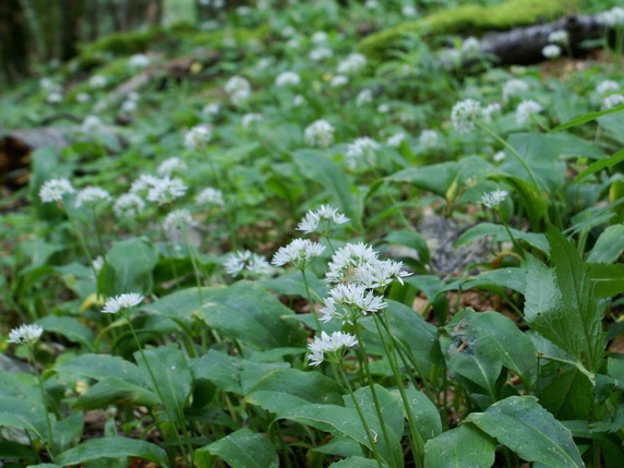 2013-06-Jusson/03petit.jpg