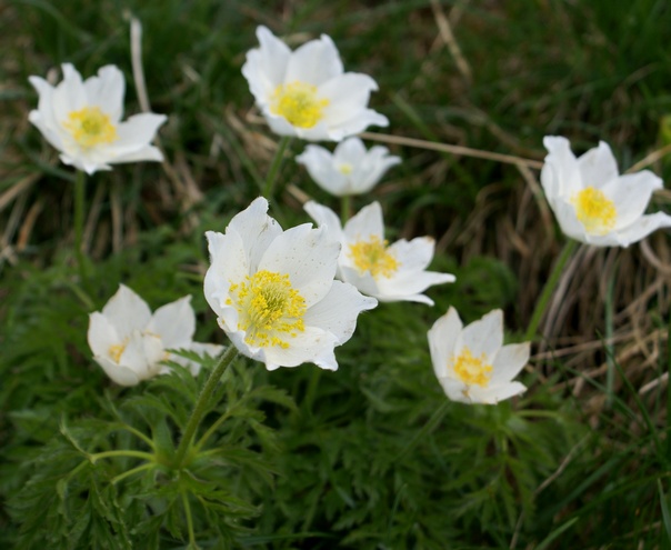 2013-06-Jusson/06petit.jpg