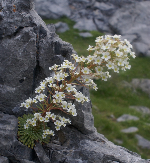 2014-08-Gavarnie/E03petit.jpg