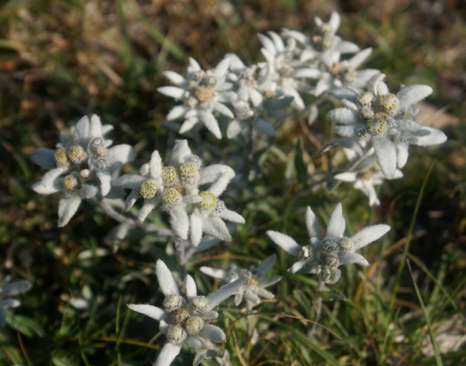 2014-08-Gavarnie/E04petit.jpg