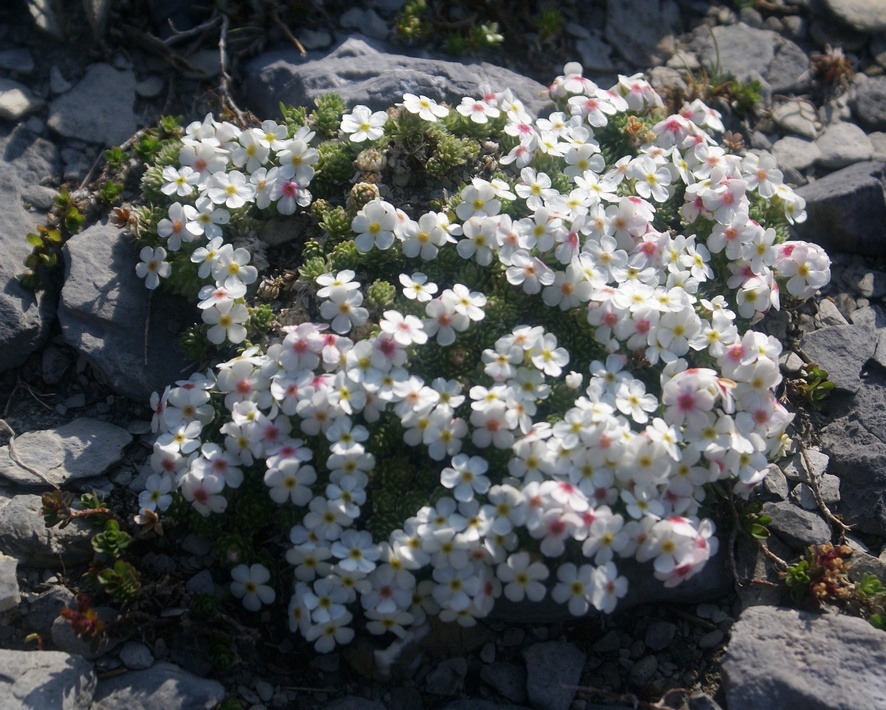 2014-08-Gavarnie/E06petit.jpg