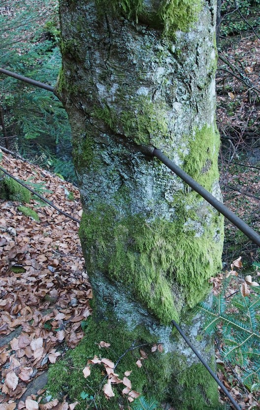 Un arbre-barrière 04petit.jpg