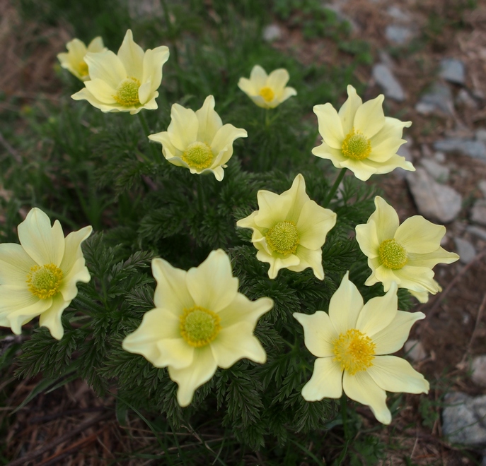 2016-06-Oursiere/06petit.jpg