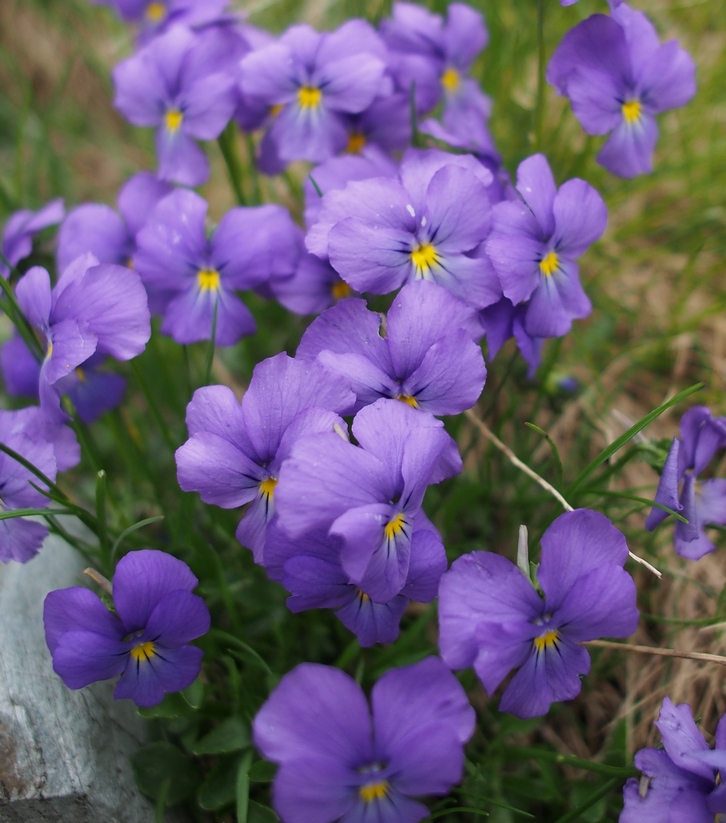 2016-06-Oursiere/11petit.jpg