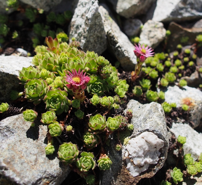 2017-07-Mariande/29petit.jpg