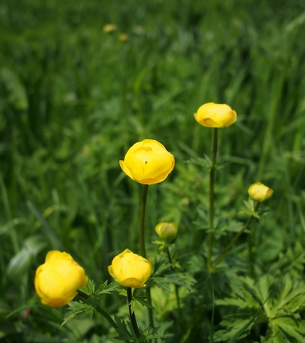 2018-05-Grand-Som/18petit.jpg