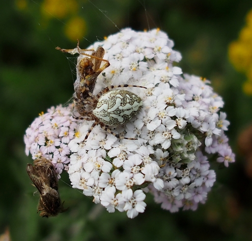 2019-07-Pointedemi/18petit.jpg
