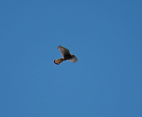 2021-07-Barbalon/14petit.jpg