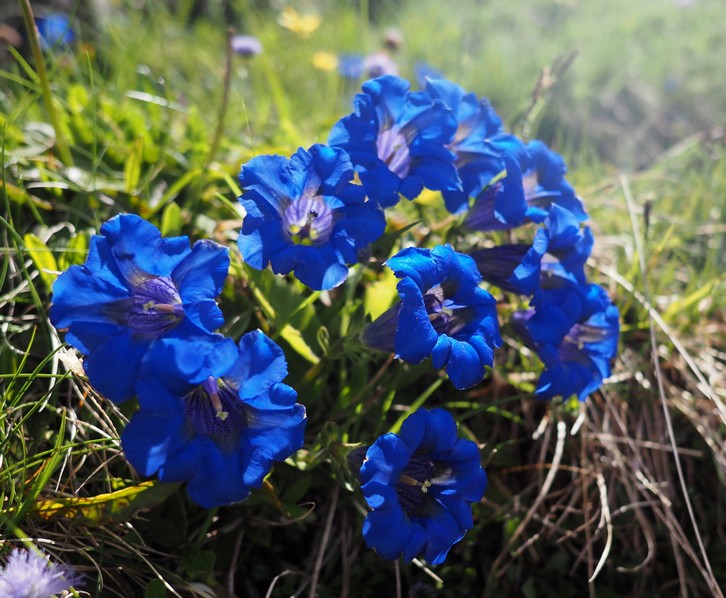 2025-05-Sure/12petit.jpg