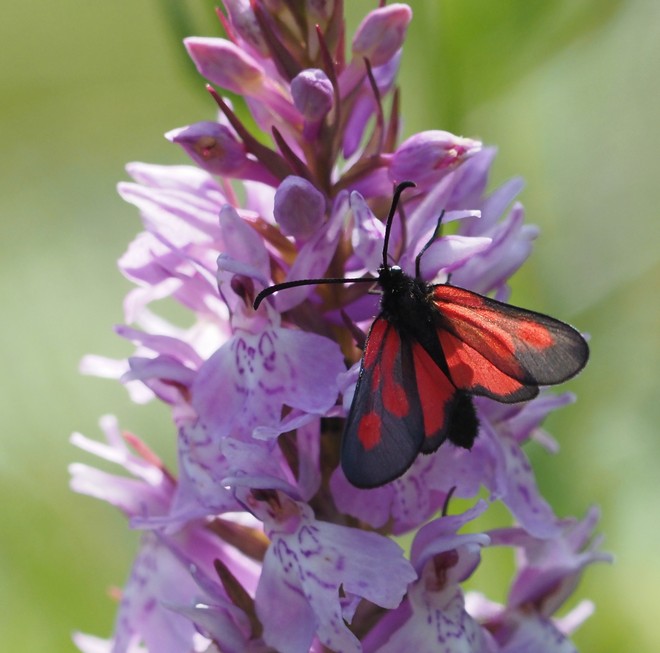 2025-06-Belledonne/15petit.jpg
