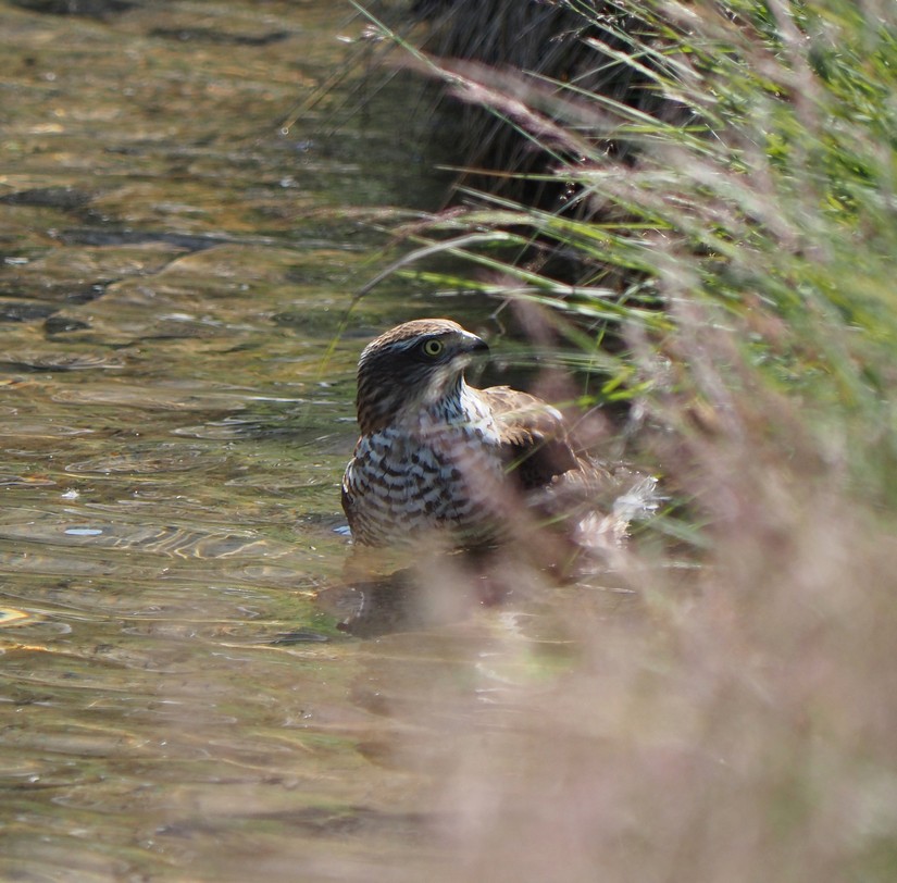 Divers-nature/09grand.jpg