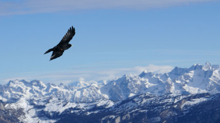 Divers-nature/152petit.jpg