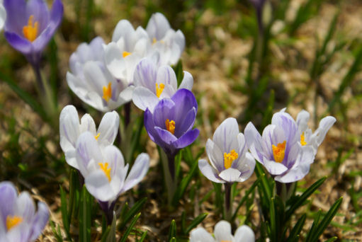 Divers-nature/220petit.jpg