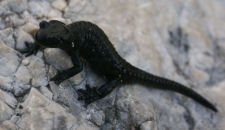 Divers-nature/32petit.jpg