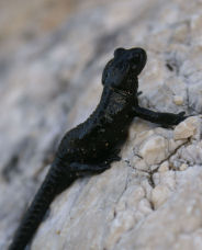 Divers-nature/33petit.jpg